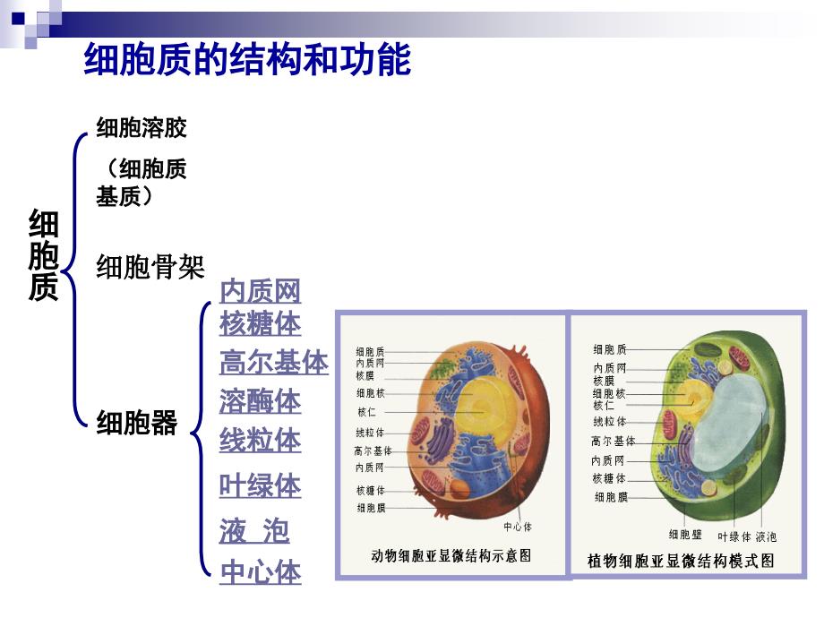 高中生物细胞质课件 浙科必修一_第3页