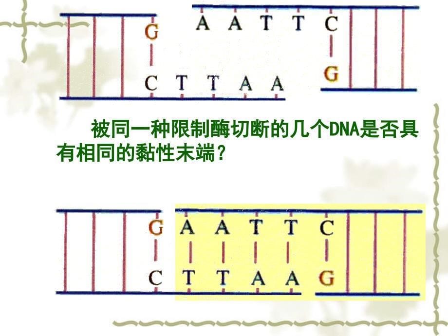 高中生物 基因工程及其应用课件2 人教必修2_第5页