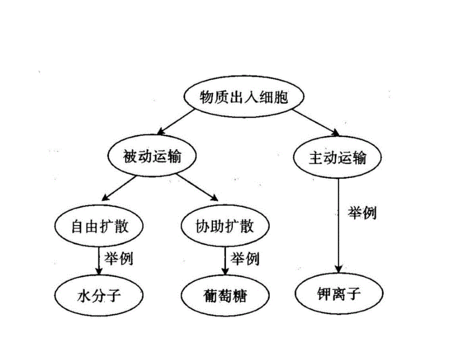 高中生物学全套思维导图课件_第2页