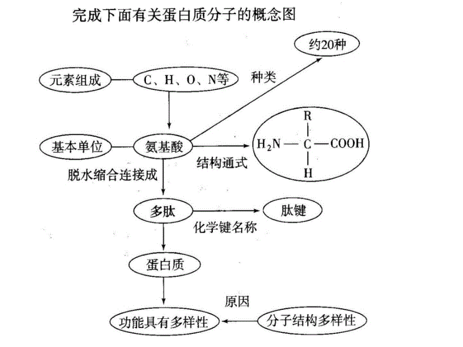 高中生物学全套思维导图课件_第4页