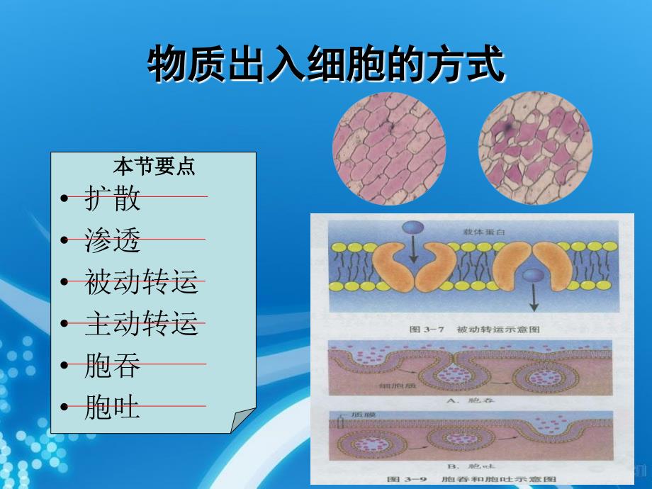 高中生物 物质进出细胞的方式之扩散与渗透课后测试课件 浙教必修1_第1页