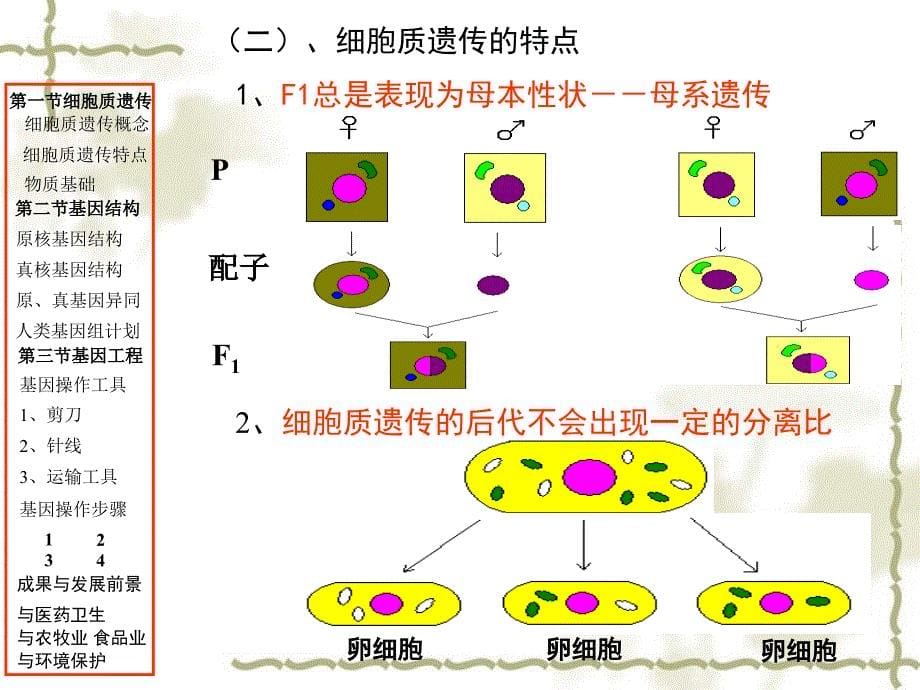 高中生物高考专题复习课件：遗传与基因工程课件新人教版必修1_第5页