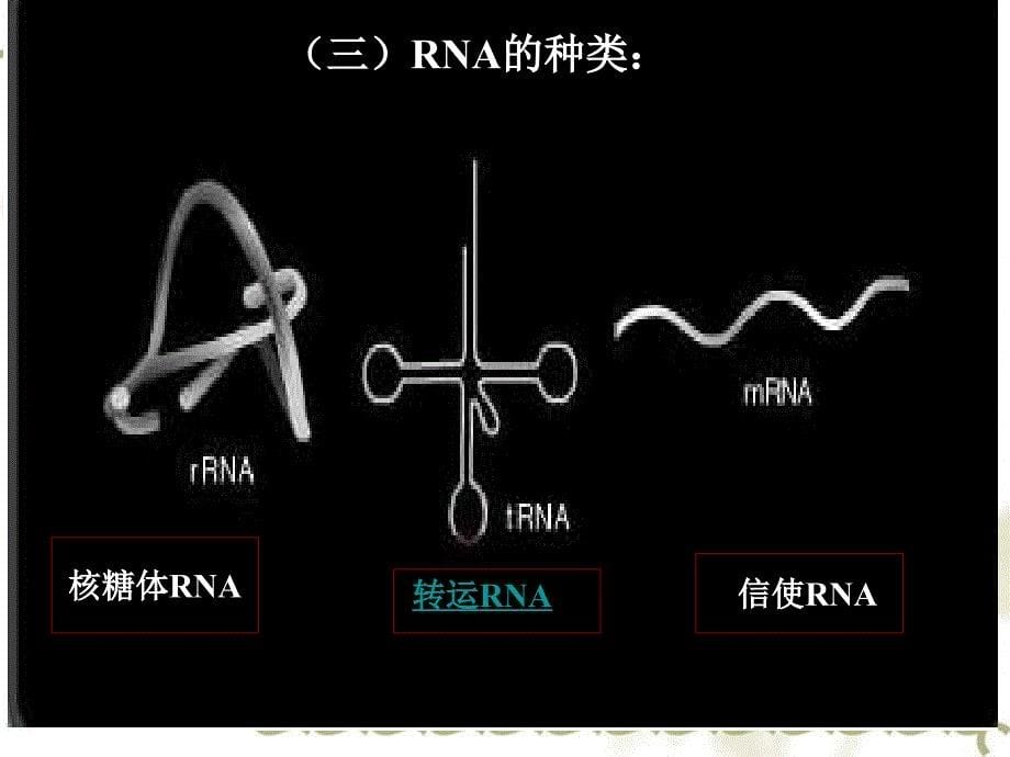 高中生物 6.2《蛋白质合成》课件（3） 沪科第二册_第5页