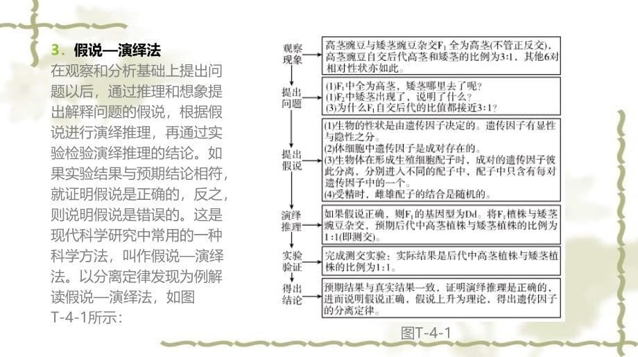 高考生物一轮复习（基础知识巩固+考点互动探究+考例考法直击+教师备用习题）题型专项4 研究方法类课件_第5页