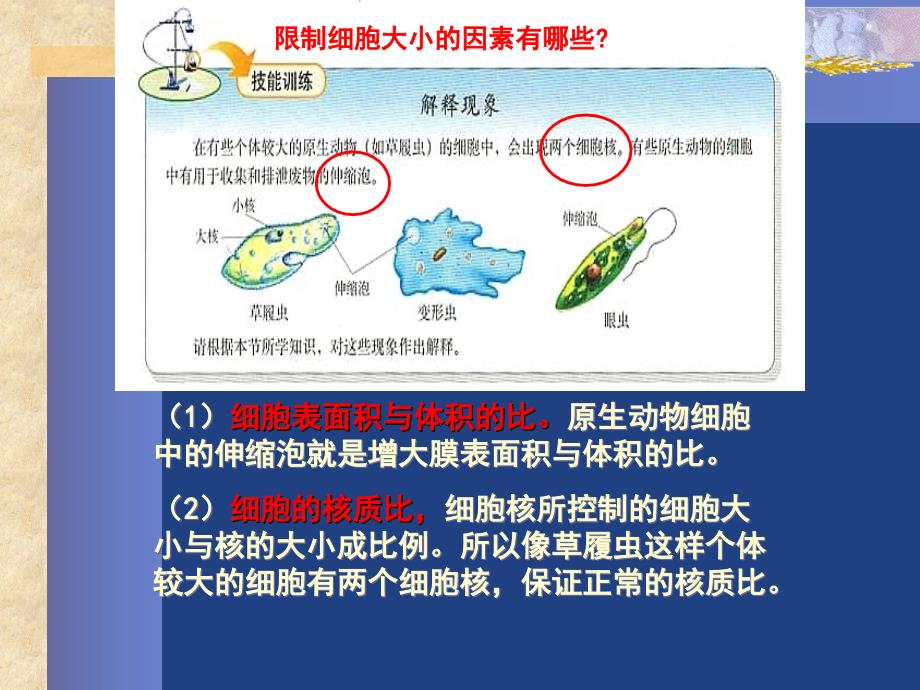 有丝分裂课件讲课用(精华版)52186_第3页