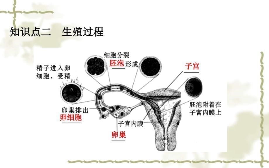 七级生物下册4.1.2人的生殖习题课件新新人教版20200302379_第5页