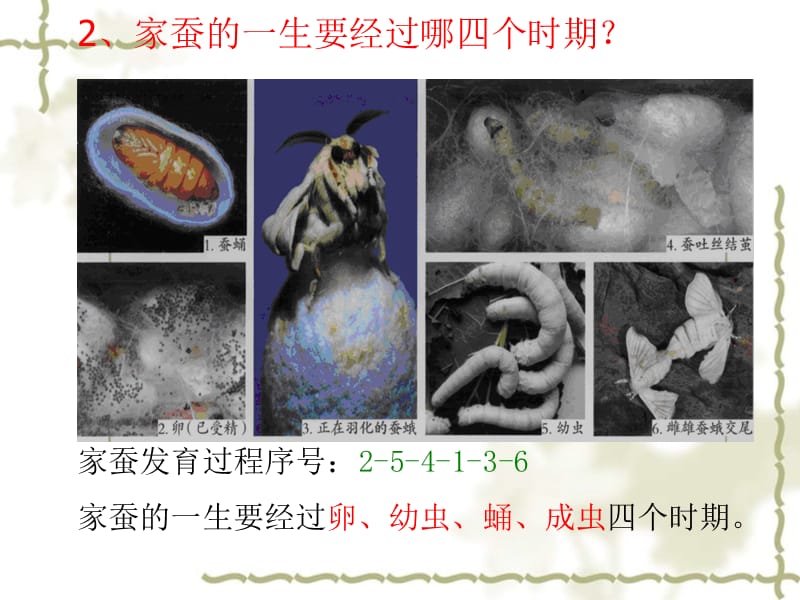 八级生物下册 第七单元第一章《生物的生殖和发育》第二节《昆虫的生殖和发育》课件 新人教版_第4页