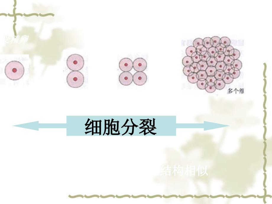 北京市和平北路学校七级生物上册 2.2.2 动物体的层次结构课件 新人教版_第4页