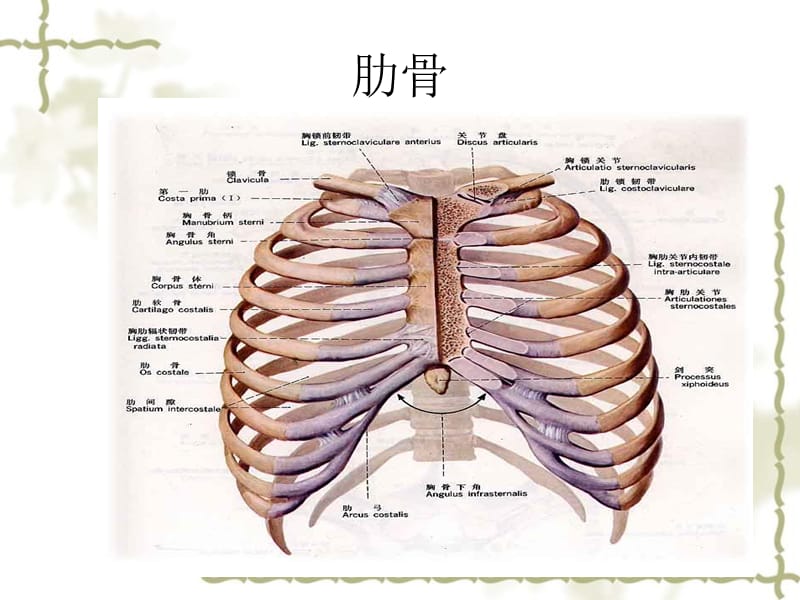 北京市和平北路学校七级生物上册 你的身体健康课件 新人教版_第4页