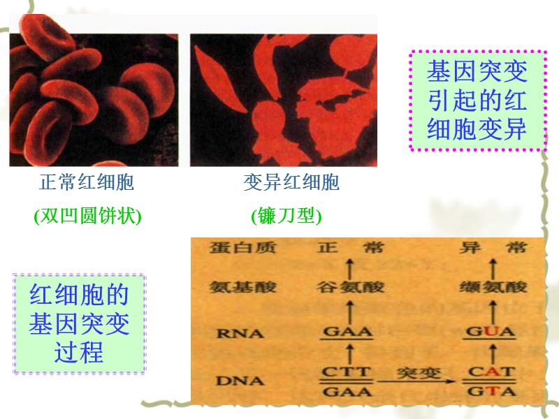 八级生物下册 生物的变异课件 苏科_第3页