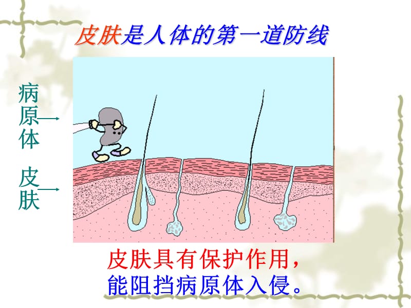 江苏省南京市长城中学八级生物上册 免疫课件 苏教_第3页