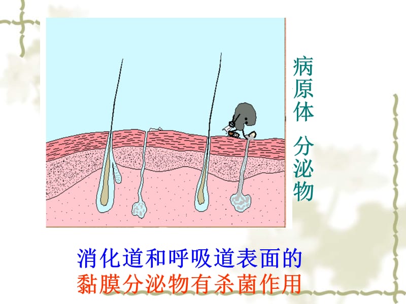 江苏省南京市长城中学八级生物上册 免疫课件 苏教_第5页