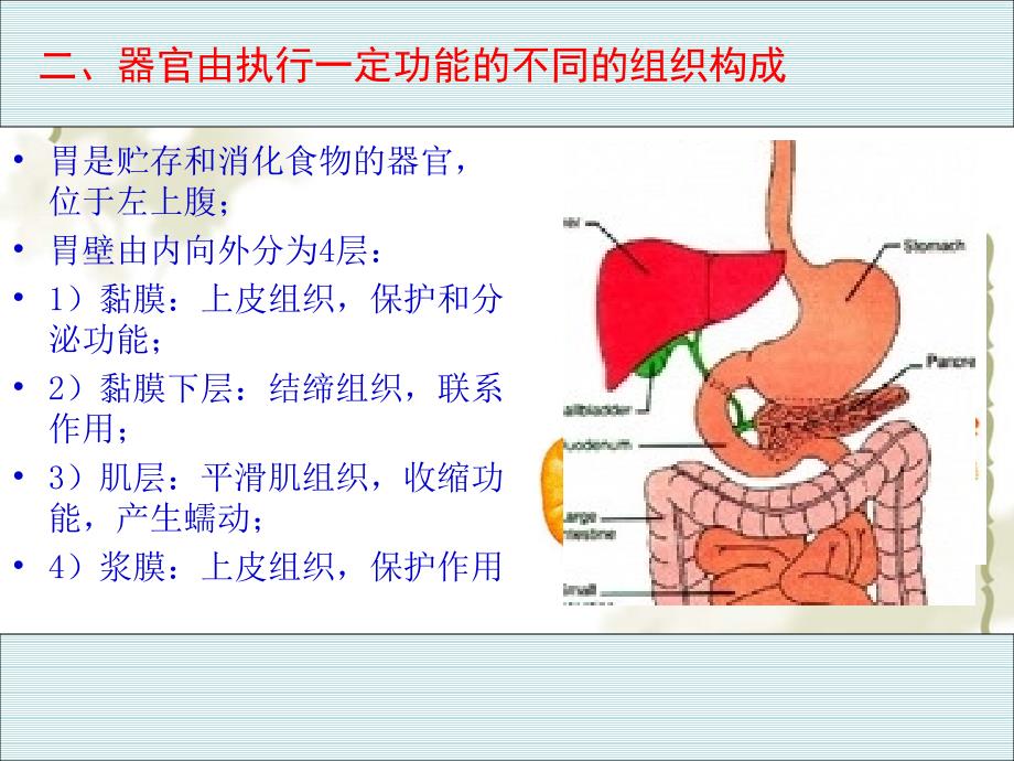 八级生物 第一学期（试验本）第1章 第一节 人体是怎样构成的课件 上海_第2页