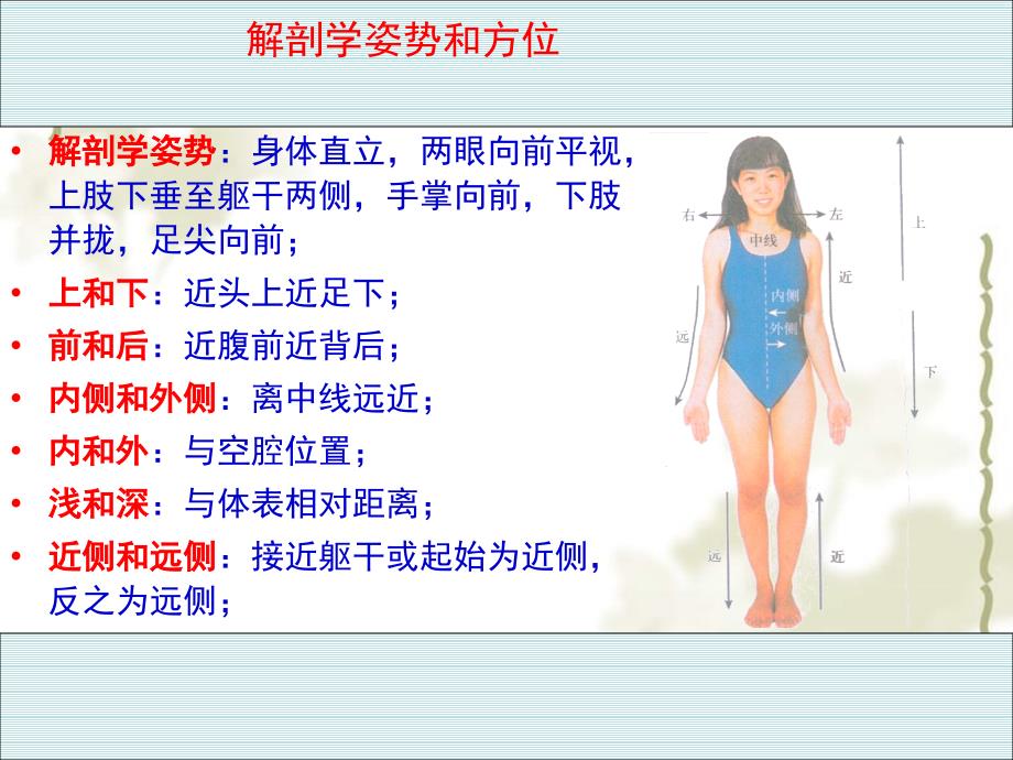 八级生物 第一学期（试验本）第1章 第一节 人体是怎样构成的课件 上海_第4页