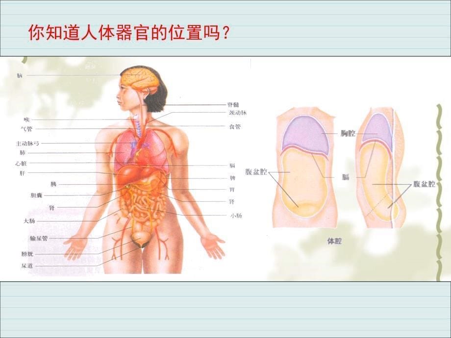 八级生物 第一学期（试验本）第1章 第一节 人体是怎样构成的课件 上海_第5页