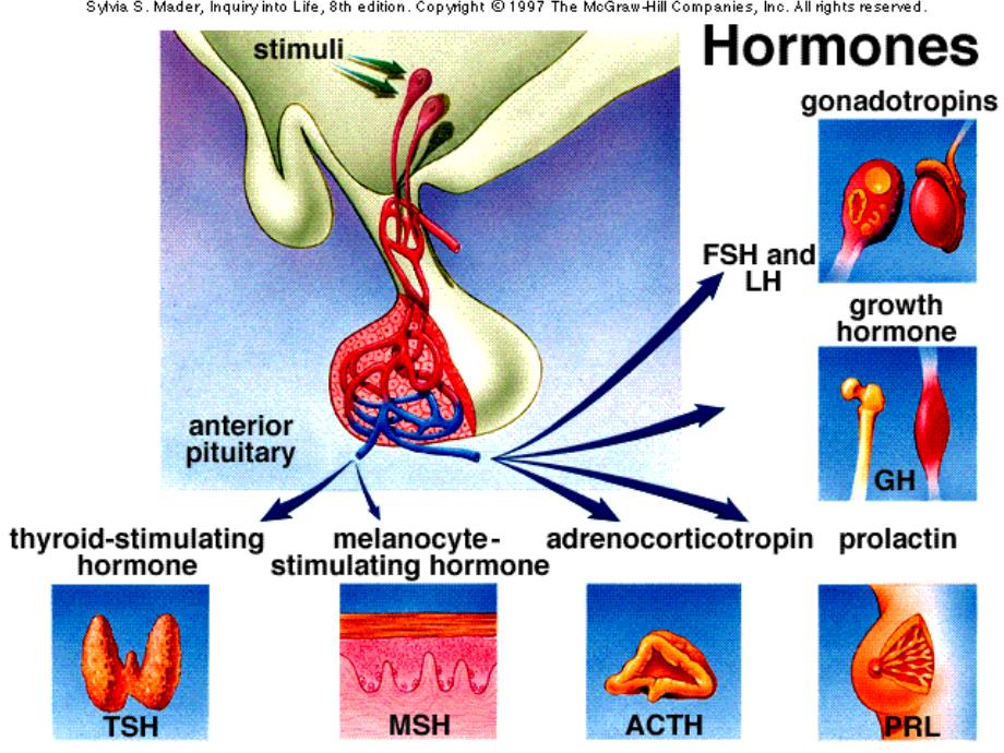 ···内科学PPT课件 腺垂体功能减退症 内分泌和代谢性疾病_第4页