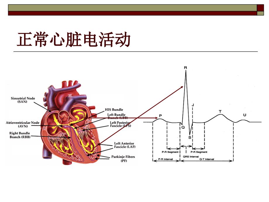 内科学PPT课件 心律失常 循环系统疾病 心脑血管_第4页