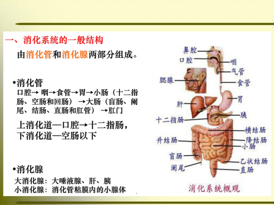 正常人体解剖学-消化系统.ppt课件_第4页