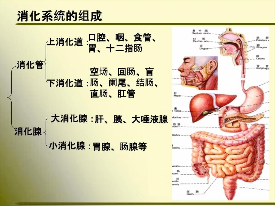 正常人体解剖学-消化系统.ppt课件_第5页