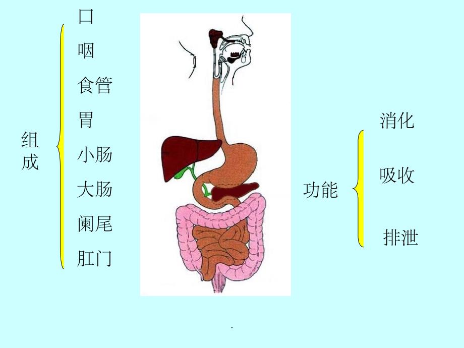 组织学和胚胎学-消化系统ppt课件_第3页