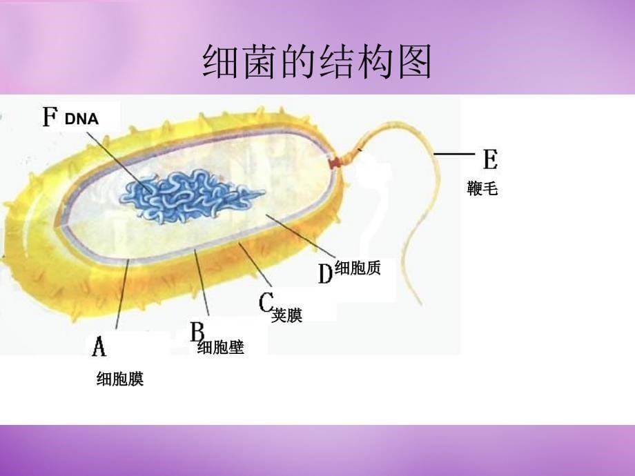 山东省无棣县第一实验学校七级生物上册 2.3.2 细菌课件 （新）济南_第5页