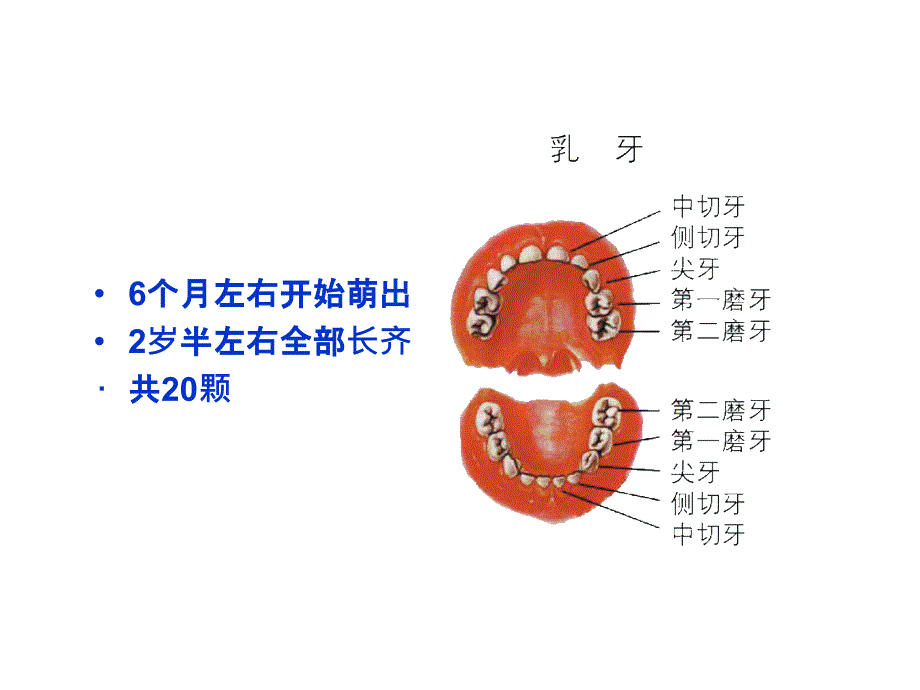 幼儿园-儿童 刷牙-精美PPT_第3页