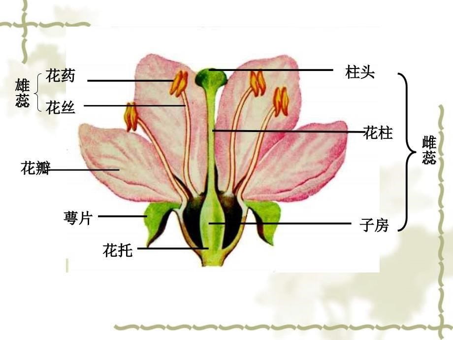 八级生物下册 第七单元第一章《生物的生殖和发育》第一节《植物的生殖》（第一课时）课件 新人教版_第5页