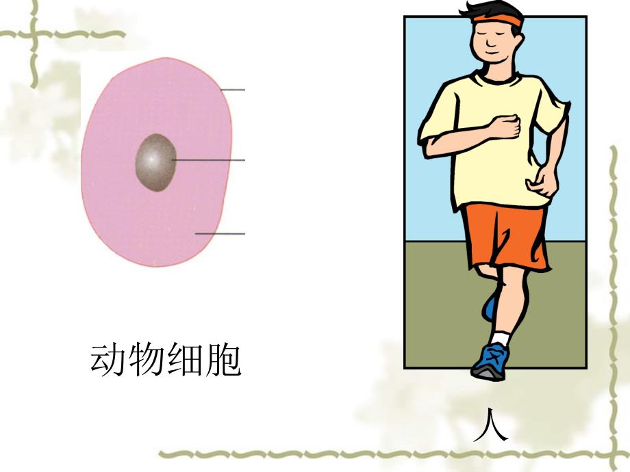 广东省台山市新宁中学七级生物上册 第二单元 第二章 第2节 动物体的结构层次课件 （新）新人教版_第3页