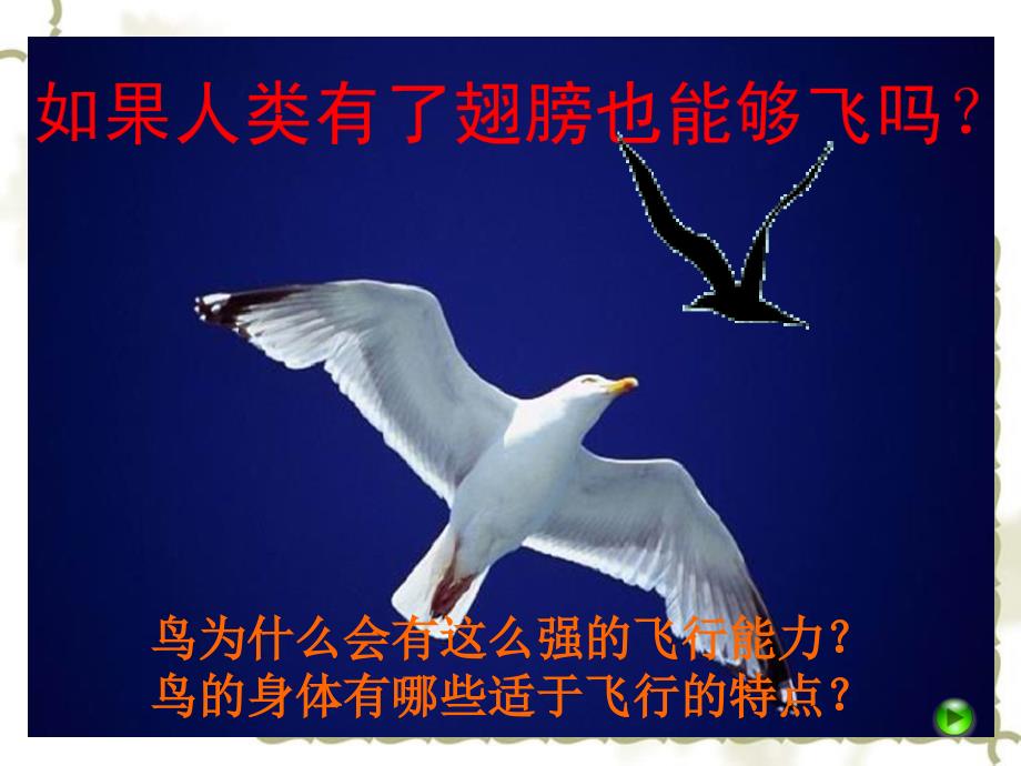 北京市和平北路学校八级生物上册 5.1.3 空中飞行的动物课件2 新人教版_第2页