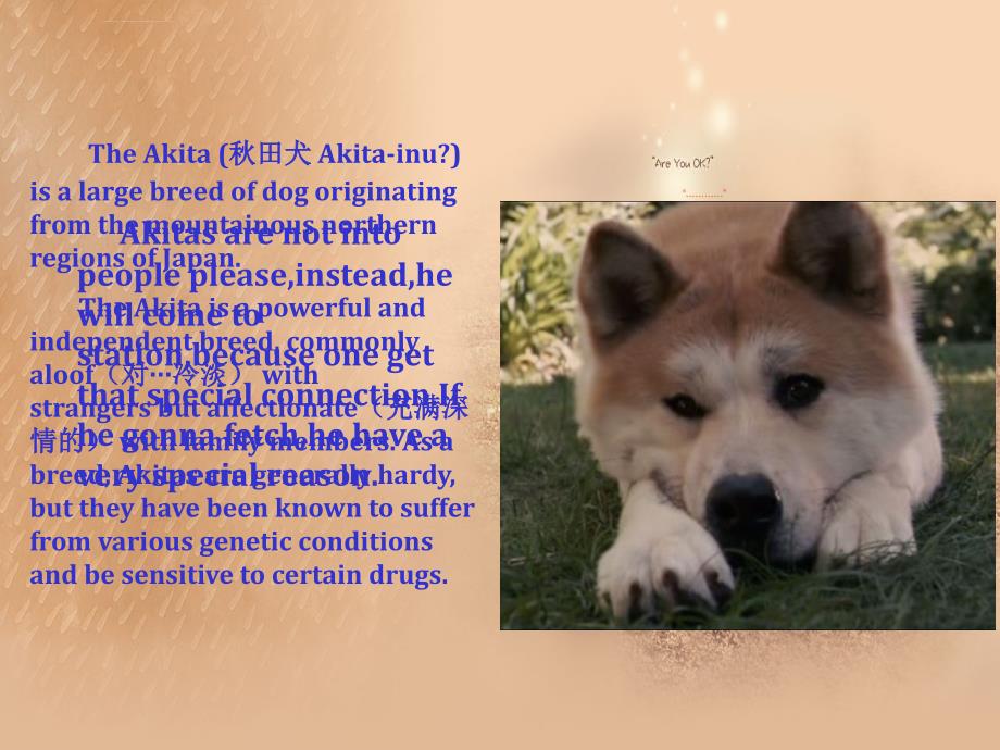 Hachi忠犬八公(英语)课件_第2页