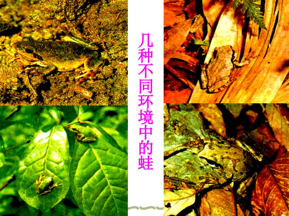 江苏省太仓市第二中学八级生物下册 22.3 生物进化的原因课件1 苏科_第3页