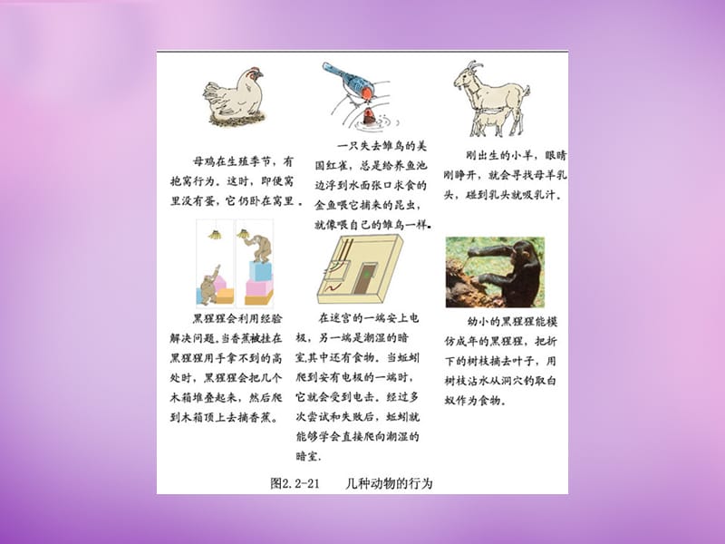 山东省无棣县第一实验学校七级生物上册 2.2.4《动物的行为》课件 （新）济南_第4页
