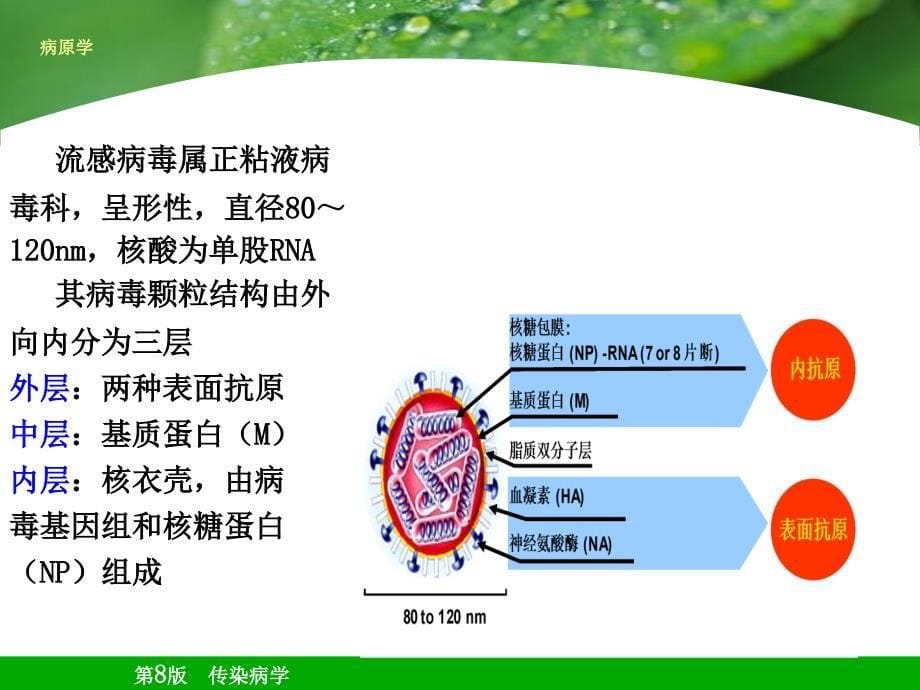 流行性感冒 (PPT)_第5页