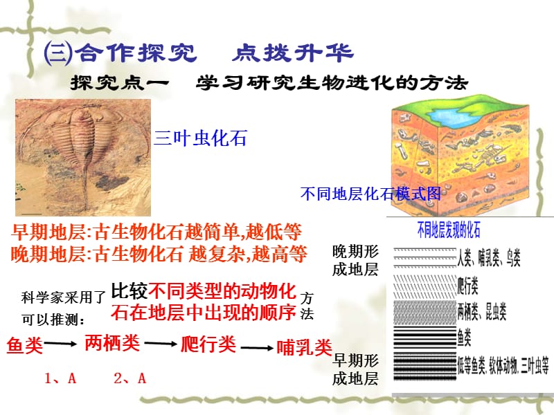 春八级生物下册 第七单元 第三章 第二节 生物进化的历程课件 新人教版_第4页