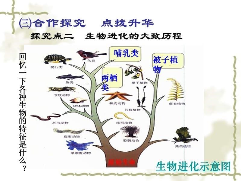 春八级生物下册 第七单元 第三章 第二节 生物进化的历程课件 新人教版_第5页