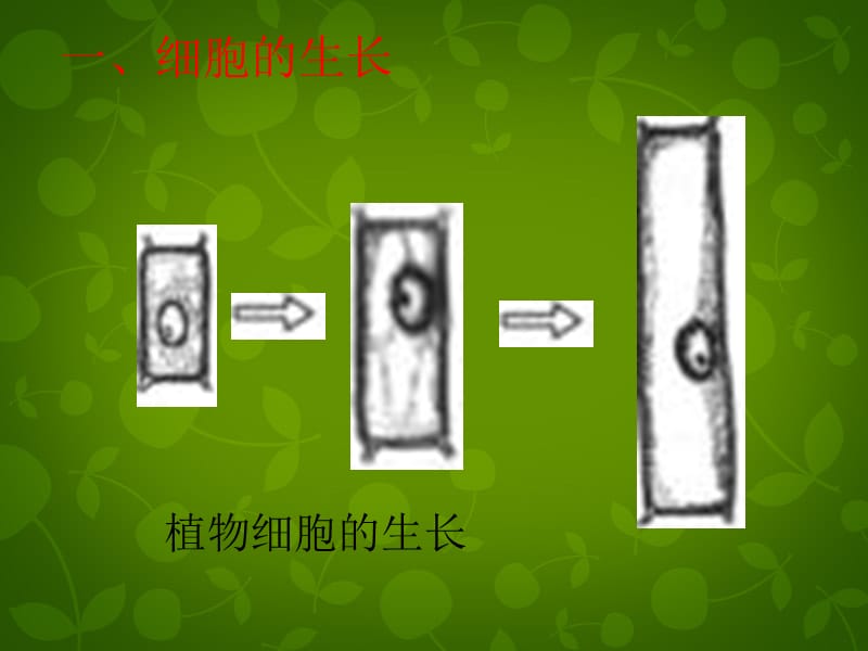 天津市宝坻区新安镇第一初级中学七级生物上册 第2单元 第2章 第1节《细胞通过分裂产生新细胞》课件 （新）新人教版_第4页