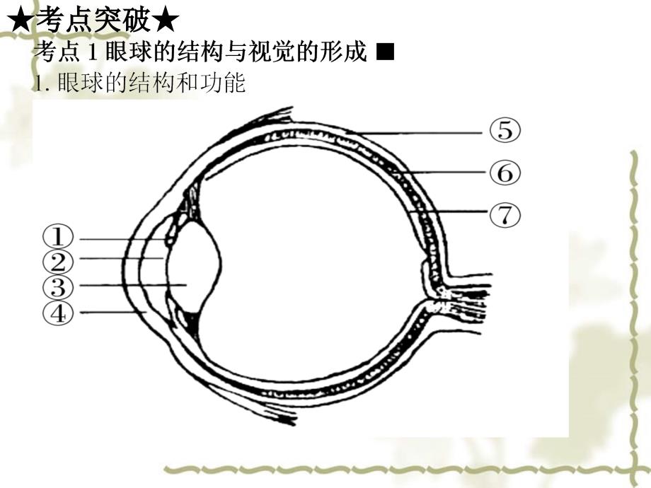 广东省中山市黄圃镇中学中考生物 第四单元 第六章 人体生命活动的调节 人类活动对生物圈的影响复习课件 新人教版_第2页