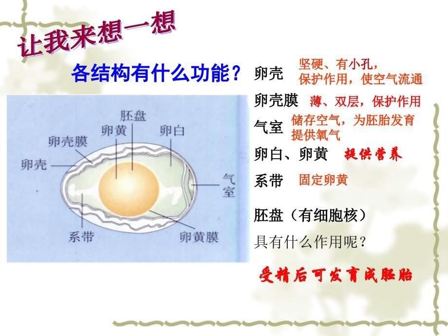 鸟类的生殖和发育八级生物课件示例二_第5页