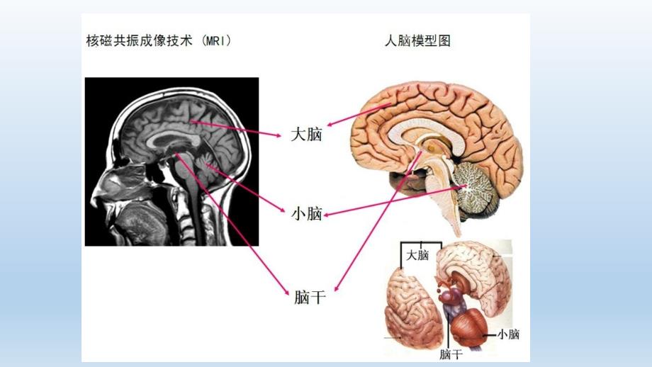 《神经系统解剖图》_第1页