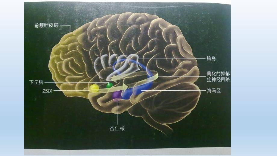 《神经系统解剖图》_第2页