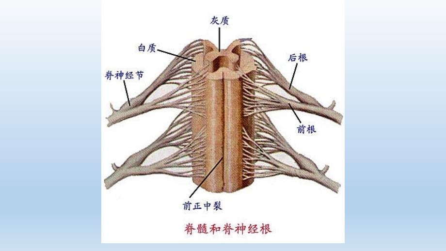 《神经系统解剖图》_第3页