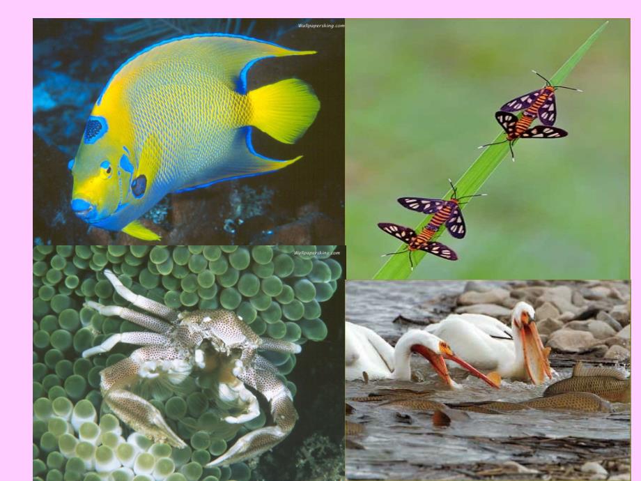 《共同进化和生物多样性的形成》课件_第2页