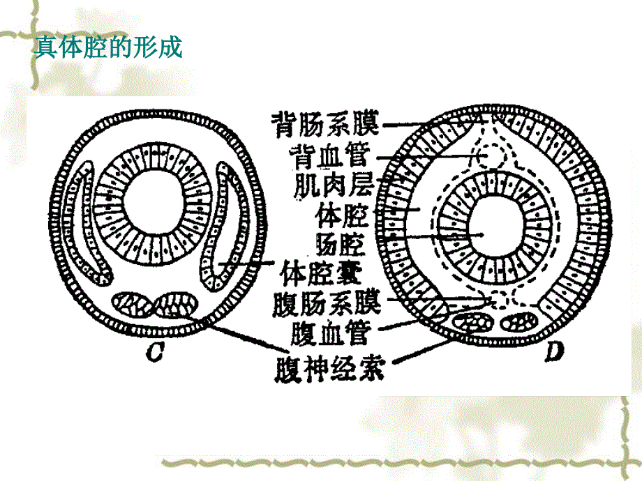 黑龙江省哈尔滨市第四十一中学八级生物上册 第五单元 1.2 环节动物课件 （新）新人教版_第4页