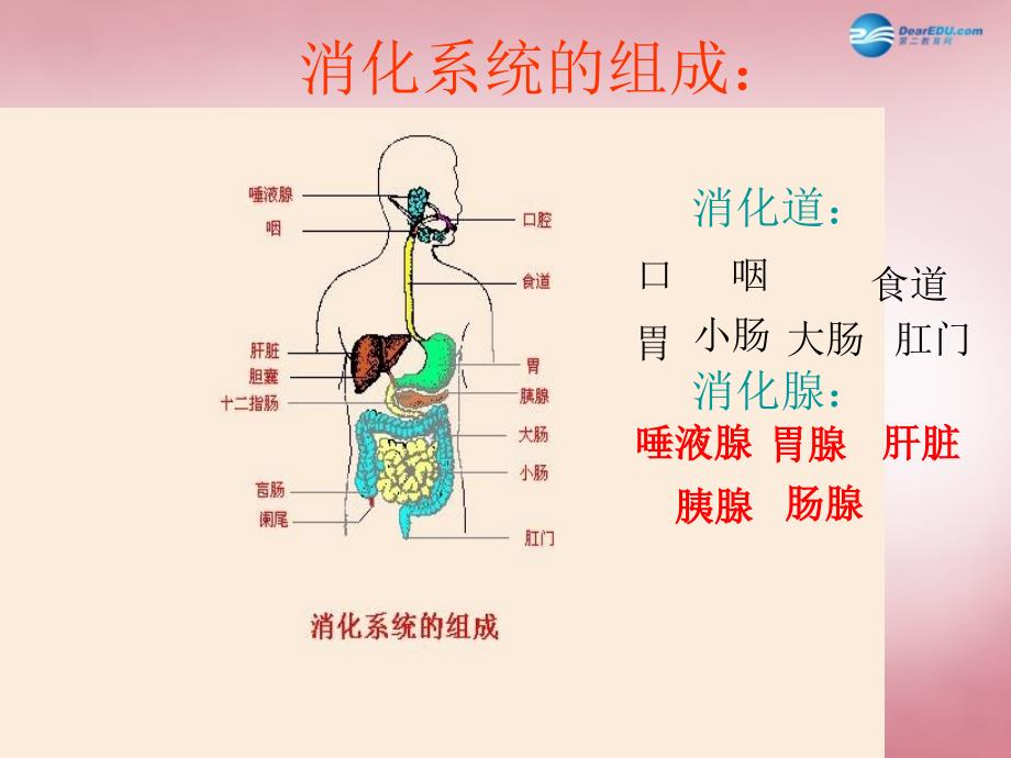 陕西省延安市宝塔区青化砭镇初级中学七级生物下册 第一章 第二节 食物的消化（第二课时）课件 冀教_第3页