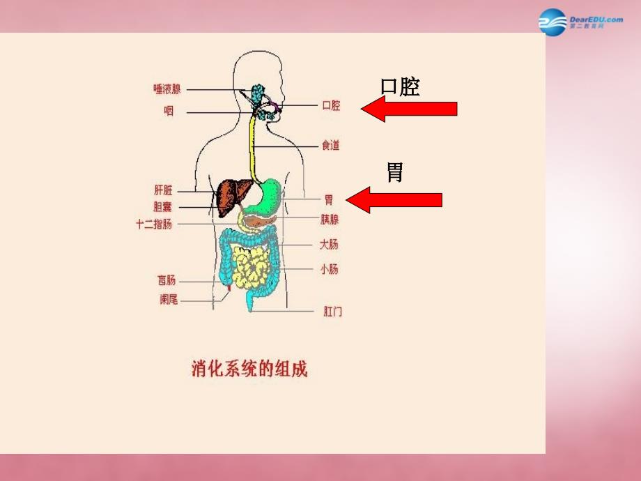 陕西省延安市宝塔区青化砭镇初级中学七级生物下册 第一章 第二节 食物的消化（第二课时）课件 冀教_第4页