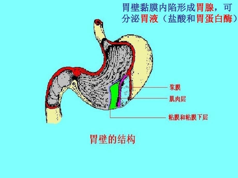 陕西省延安市宝塔区青化砭镇初级中学七级生物下册 第一章 第二节 食物的消化（第二课时）课件 冀教_第5页