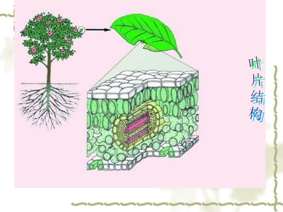 秋八级生物上册 第三单元 第三章 第三节 光合作用的场所课件 （新）冀教_第4页