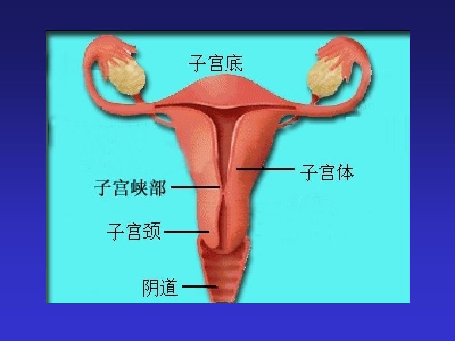 《妇科超声诊断》中南大学湘雅三院_第4页
