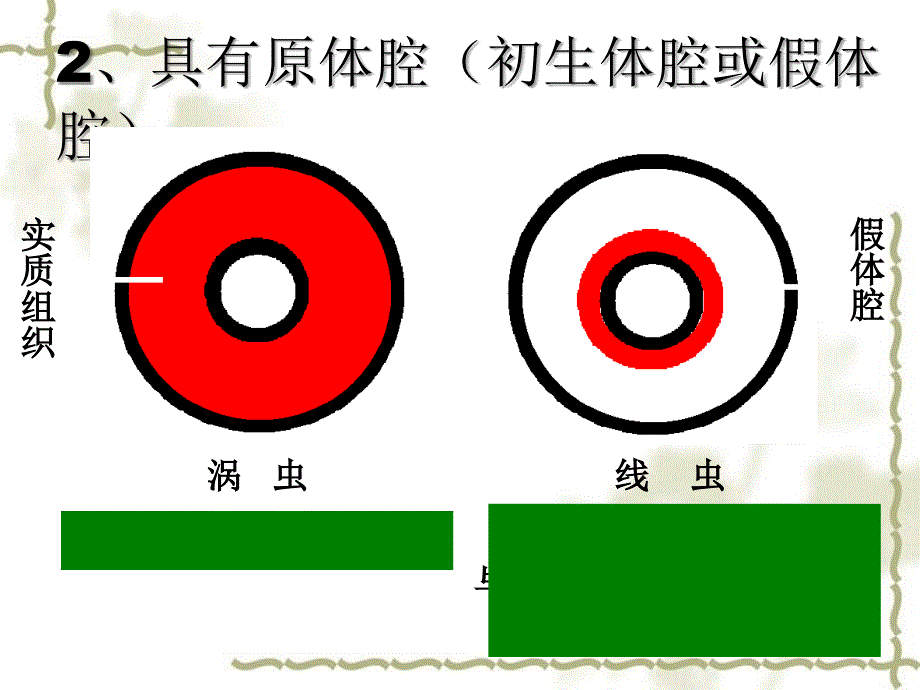 黑龙江省哈尔滨市第四十一中学八级生物上册 第五单元 1.2 线形动物课件 （新）新人教版_第3页