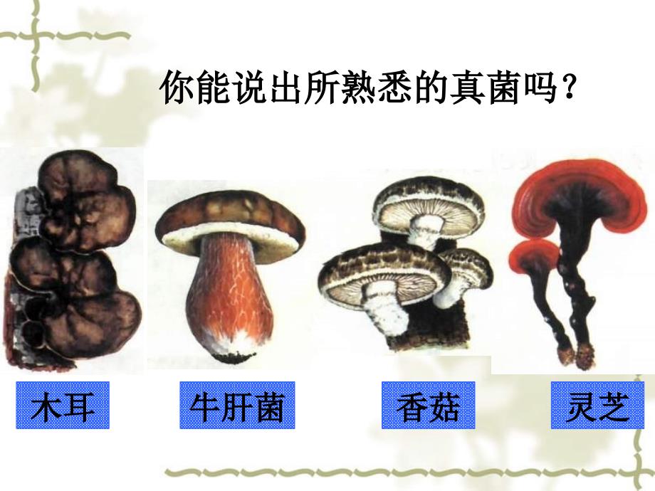湖南省益阳市第六中学八级生物上册 5.4.3 真菌课件 新人教版_第3页